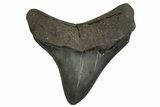 Posterior Fossil Megalodon Tooth - Georgia #329833-1